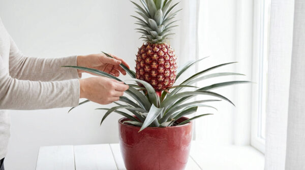 Arbre à ananas - réussir ta culture en 2026 | guide pro