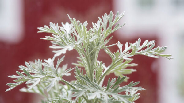 Plante absinthe - guide de culture et bienfaits [2026]