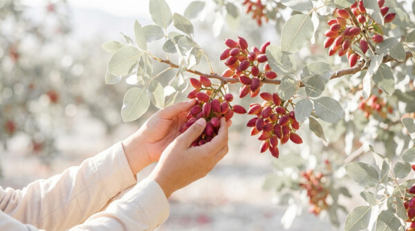 Arbre pistaches | Guide 2026 pour planter et récolter