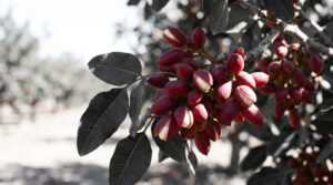 Pistaches arbre | Guide pro 2026 pour planter et récolter