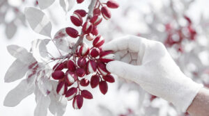 Pistache arbre | Guide pro 2026 : planter et récolter