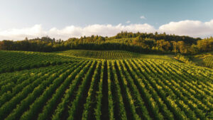Visiter un vignoble dans la vallée de la Loire : les expériences incontournables
