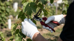 Comment tailler une vigne de raisin de table | Guide 2024