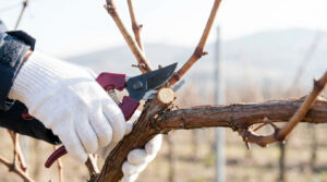 Comment et quand tailler une vigne | Guide Pro 2026