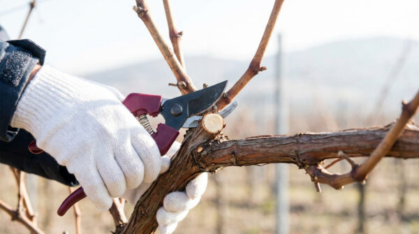 Comment et quand tailler une vigne | Guide Pro 2026
