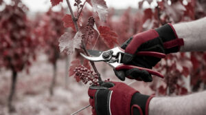 Comment et quand tailler la vigne | Guide Pro 2026