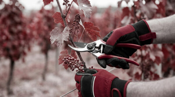 Comment et quand tailler la vigne | Guide Pro 2026